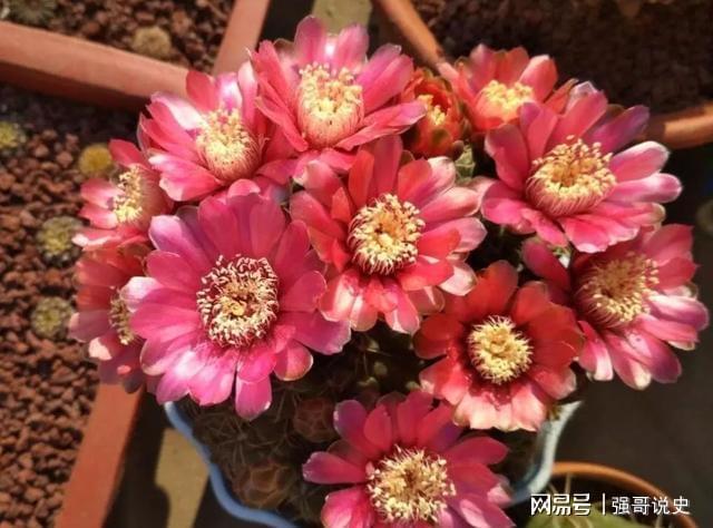 多肉植物用花多多幾號_多肉用花多多1號還是12號_多肉應該用花多多幾號