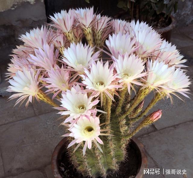 多肉植物用花多多幾號_多肉用花多多1號還是12號_多肉應該用花多多幾號