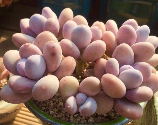 植物多肉長得大怎么回事_長得最大的多肉植物_植物多肉長得大怎么辦