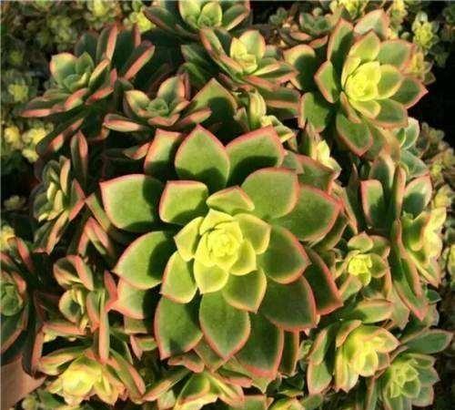 植物多肉長得大怎么辦_植物多肉長得大怎么回事_長得最大的多肉植物