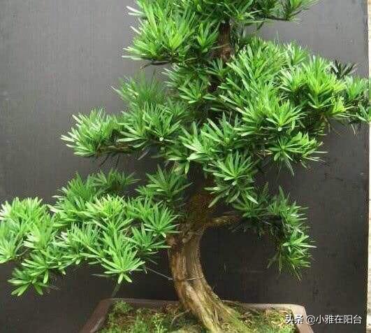 易客廳養活綠植有什么好處_客廳易養易活的綠植有哪些_客廳易養植物