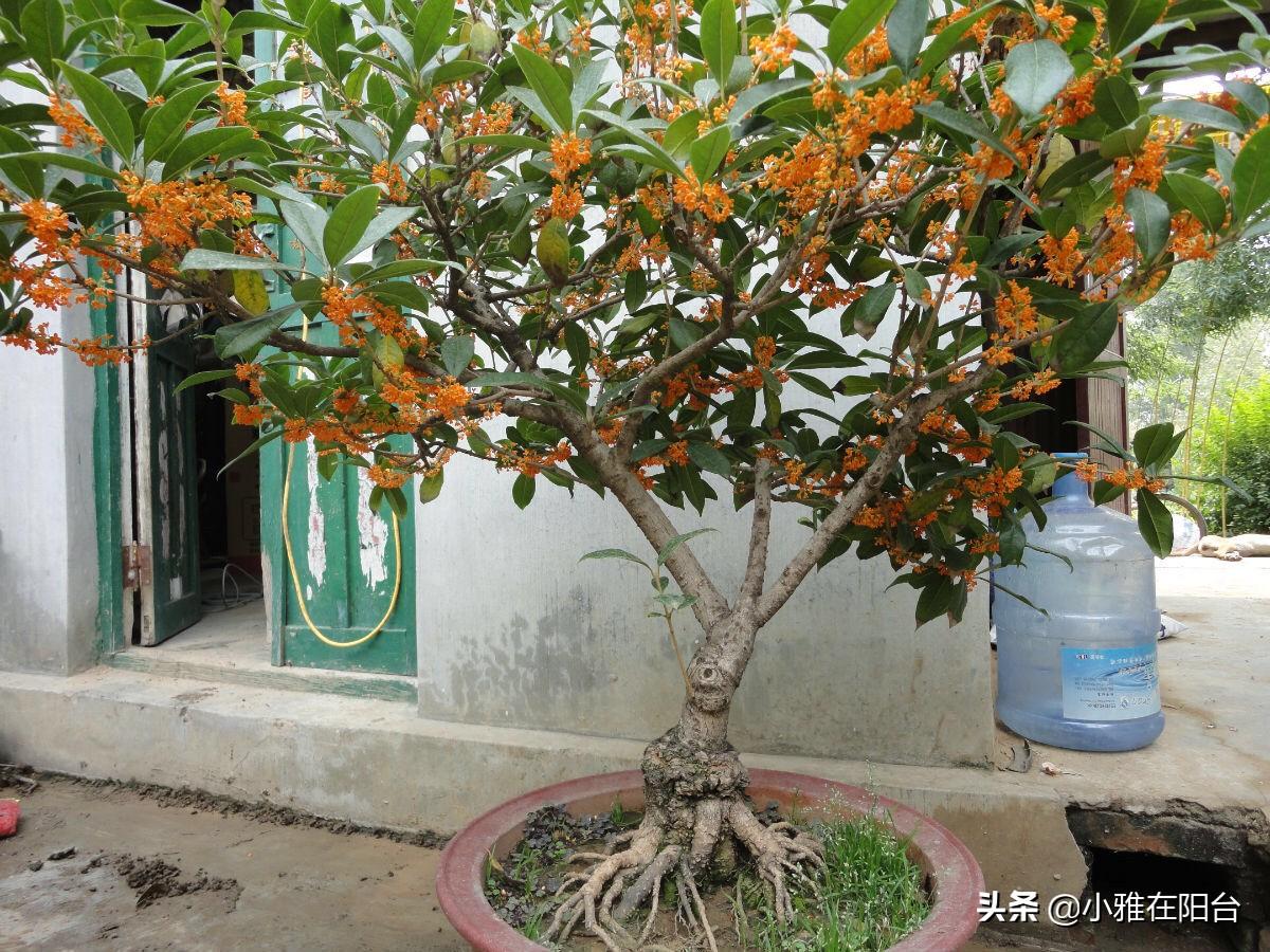 客廳易養植物_客廳易養易活的綠植有哪些_易客廳養活綠植有什么好處