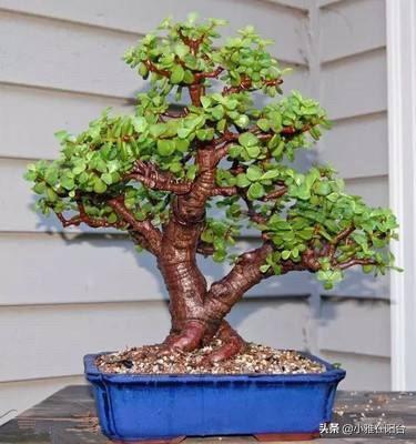 客廳易養植物_易客廳養活綠植有什么好處_客廳易養易活的綠植有哪些