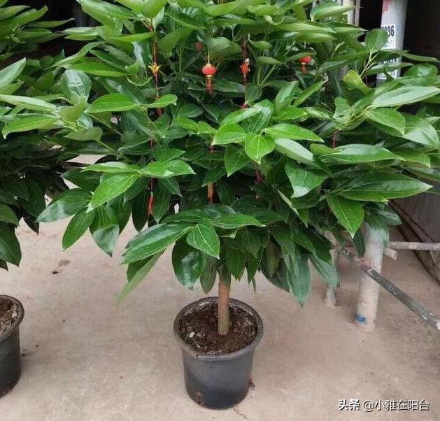 客廳易養易活的綠植有哪些_易客廳養活綠植有什么好處_客廳易養植物