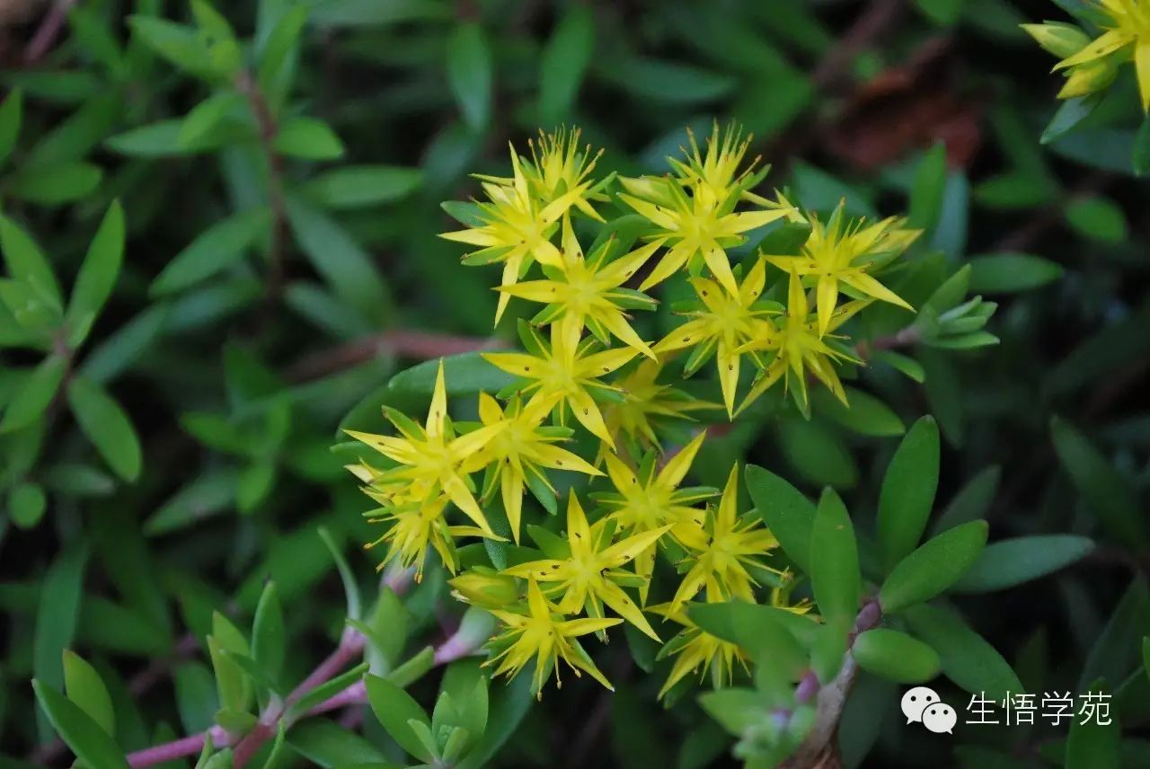 多肉花有什么特點_多肉花的特點及用處_多肉有哪些花