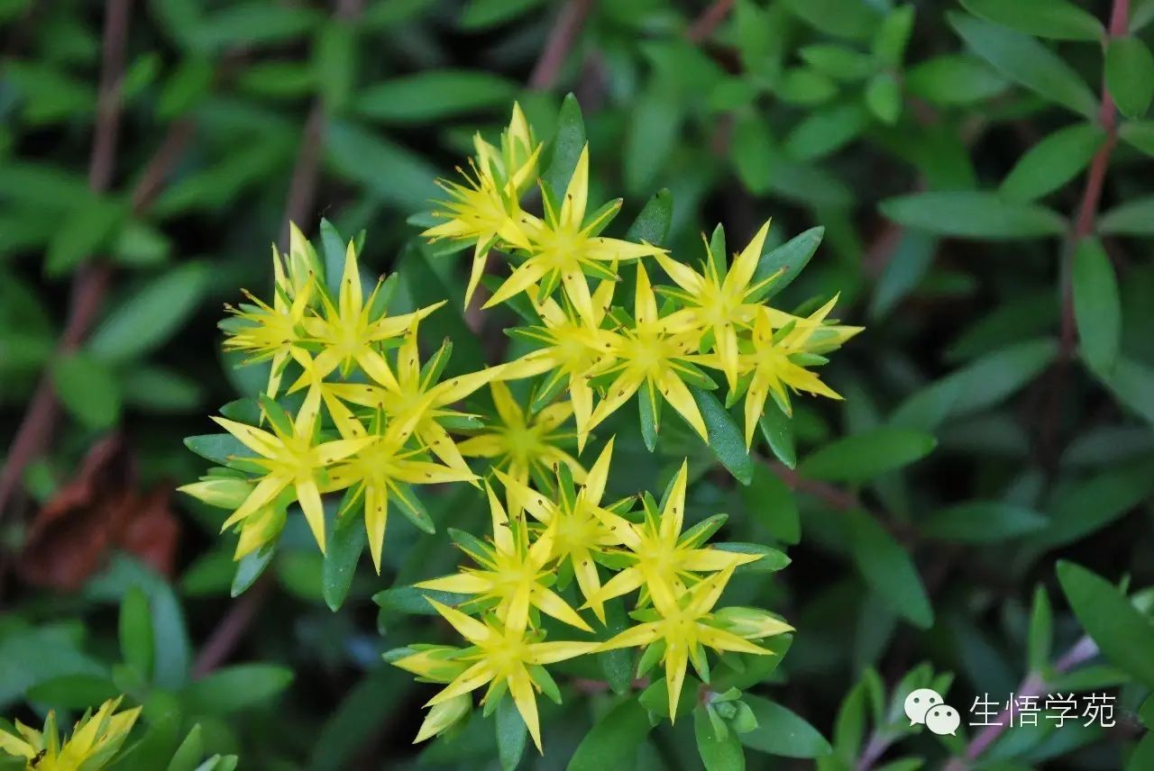 多肉有哪些花_多肉花有什么特點_多肉花的特點及用處
