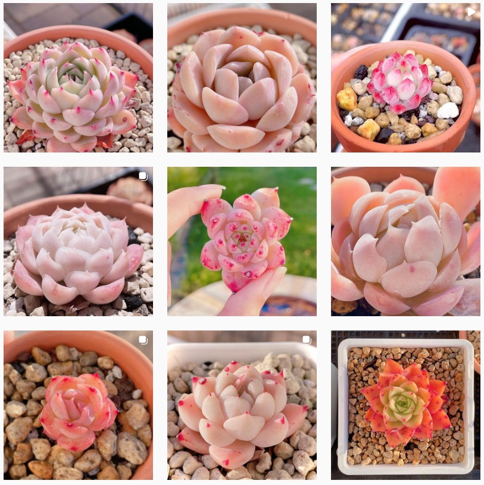 粉色玫瑰多肉_粉色玫瑰多肉怎么養_粉色玫瑰多肉好養嗎