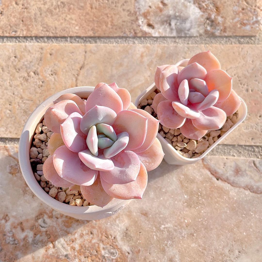 粉色玫瑰多肉_粉色玫瑰多肉怎么養_粉色玫瑰多肉好養嗎