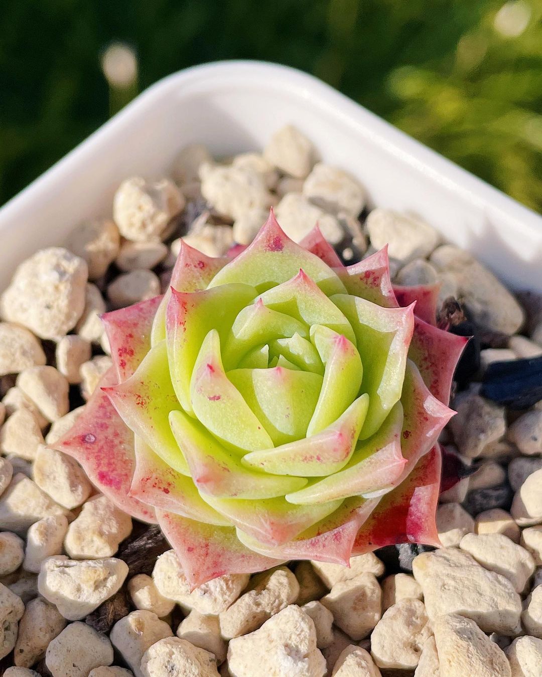 粉色玫瑰多肉好養嗎_粉色玫瑰多肉怎么養_粉色玫瑰多肉