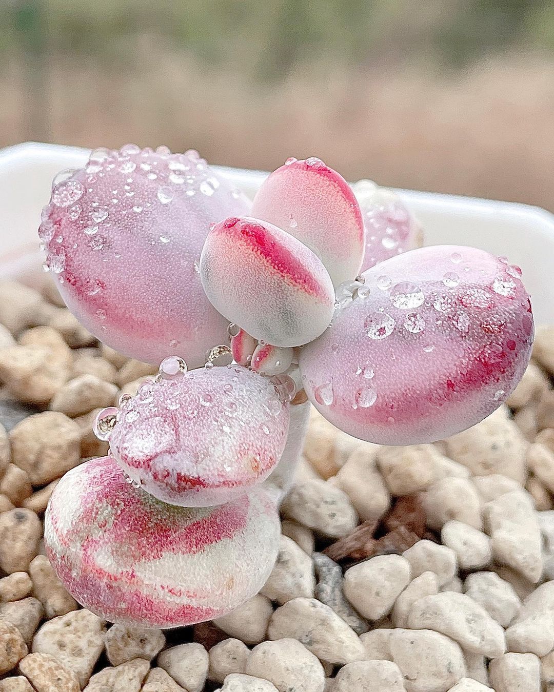 粉色玫瑰多肉_粉色玫瑰多肉怎么養_粉色玫瑰多肉好養嗎