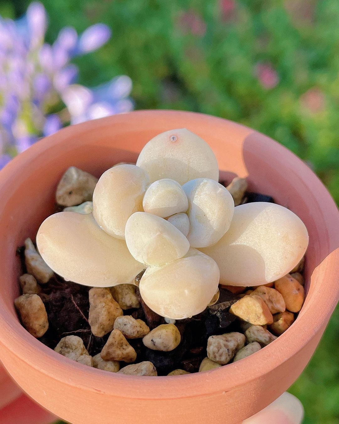 粉色玫瑰多肉_粉色玫瑰多肉怎么養_粉色玫瑰多肉好養嗎