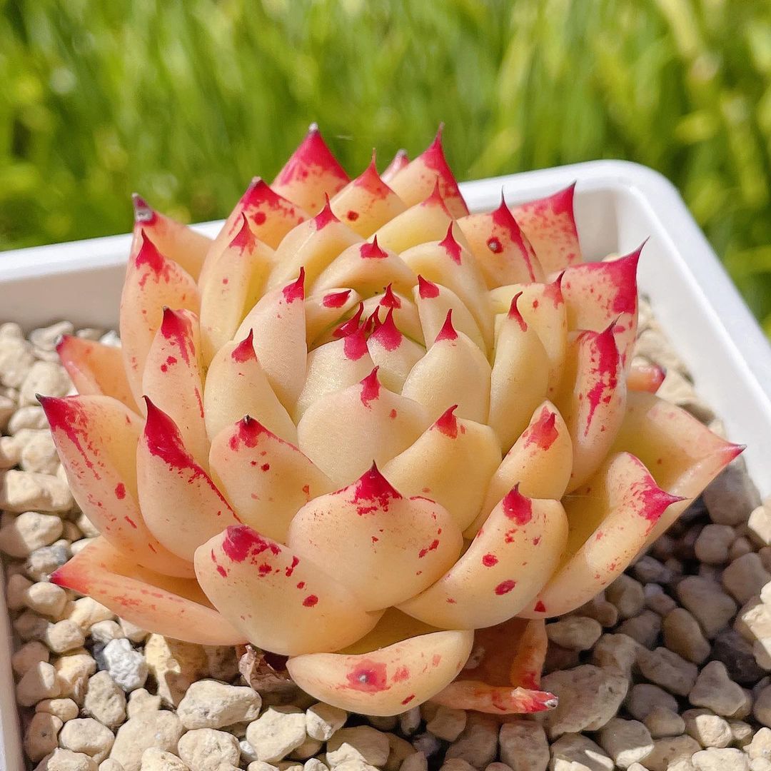 粉色玫瑰多肉好養嗎_粉色玫瑰多肉_粉色玫瑰多肉怎么養