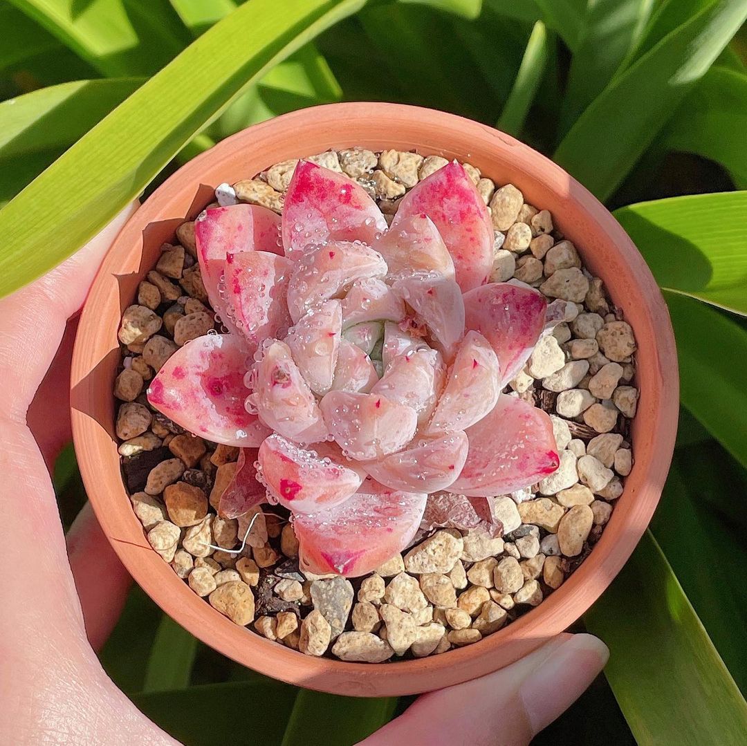 粉色玫瑰多肉怎么養_粉色玫瑰多肉好養嗎_粉色玫瑰多肉