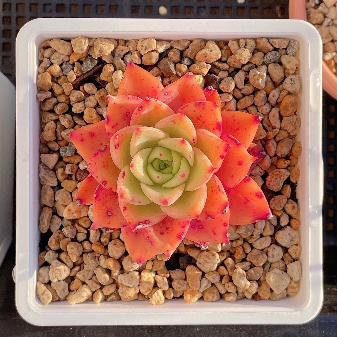 粉色玫瑰多肉_粉色玫瑰多肉怎么養_粉色玫瑰多肉好養嗎