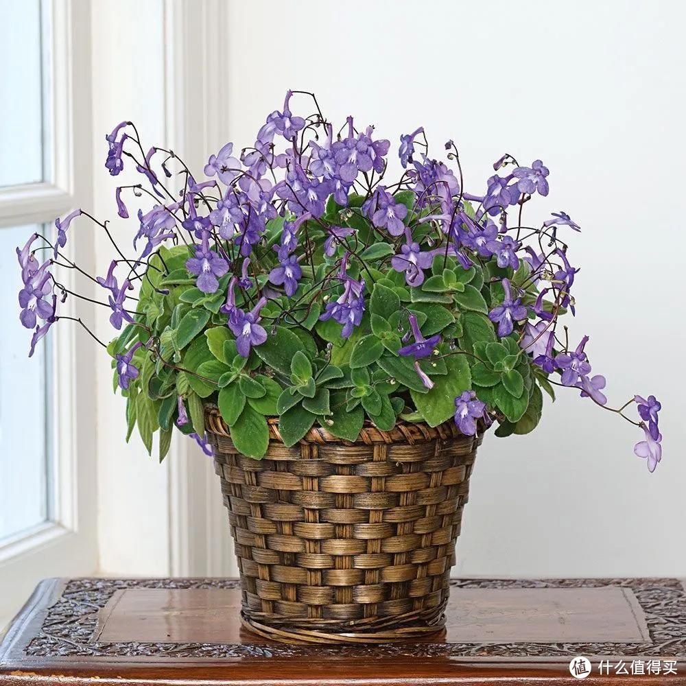 適合北陽臺養的花有哪些_適合北陽臺養的花_北陽臺養什么花好