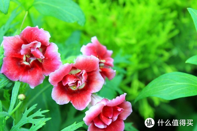 適合北陽臺養的花有哪些_北陽臺養什么花好_適合北陽臺養的花