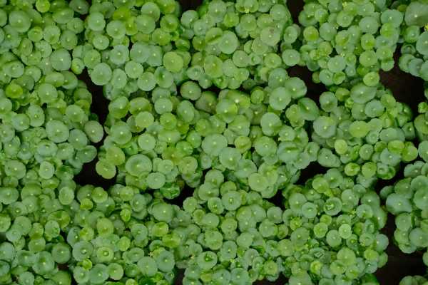 冬天銅錢草怎么過冬_冬天銅錢草怕冷嗎_冬天銅錢草的養護