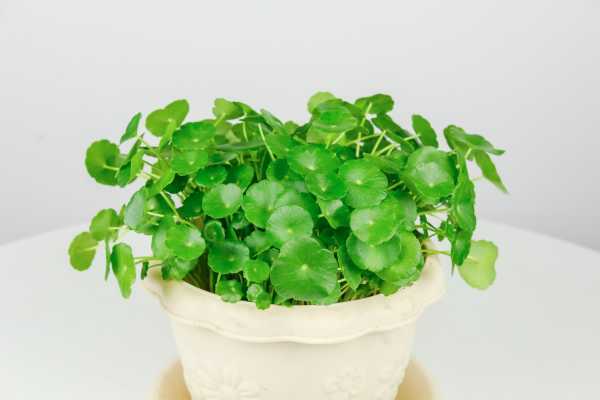 冬天銅錢草怕冷嗎_冬天銅錢草的養護_冬天銅錢草怎么過冬