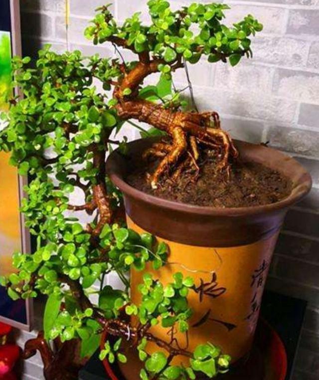 家養(yǎng)的盆栽植物_家里盆栽養(yǎng)什么植物好_盆栽植物好養(yǎng)室內(nèi)