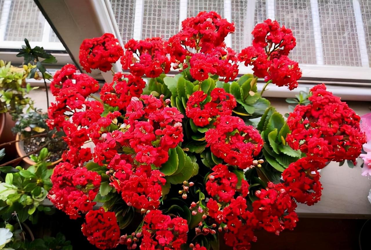 家里盆栽養(yǎng)什么植物好_盆栽植物好養(yǎng)室內(nèi)_家養(yǎng)的盆栽植物