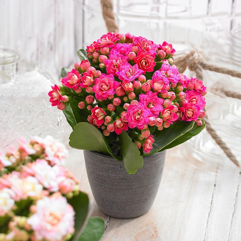 盆栽植物好養(yǎng)室內(nèi)_家養(yǎng)的盆栽植物_家里盆栽養(yǎng)什么植物好