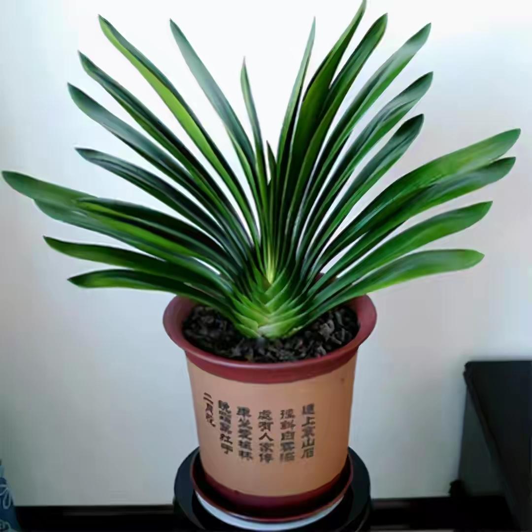 盆栽植物好養(yǎng)室內(nèi)_家里盆栽養(yǎng)什么植物好_家養(yǎng)的盆栽植物