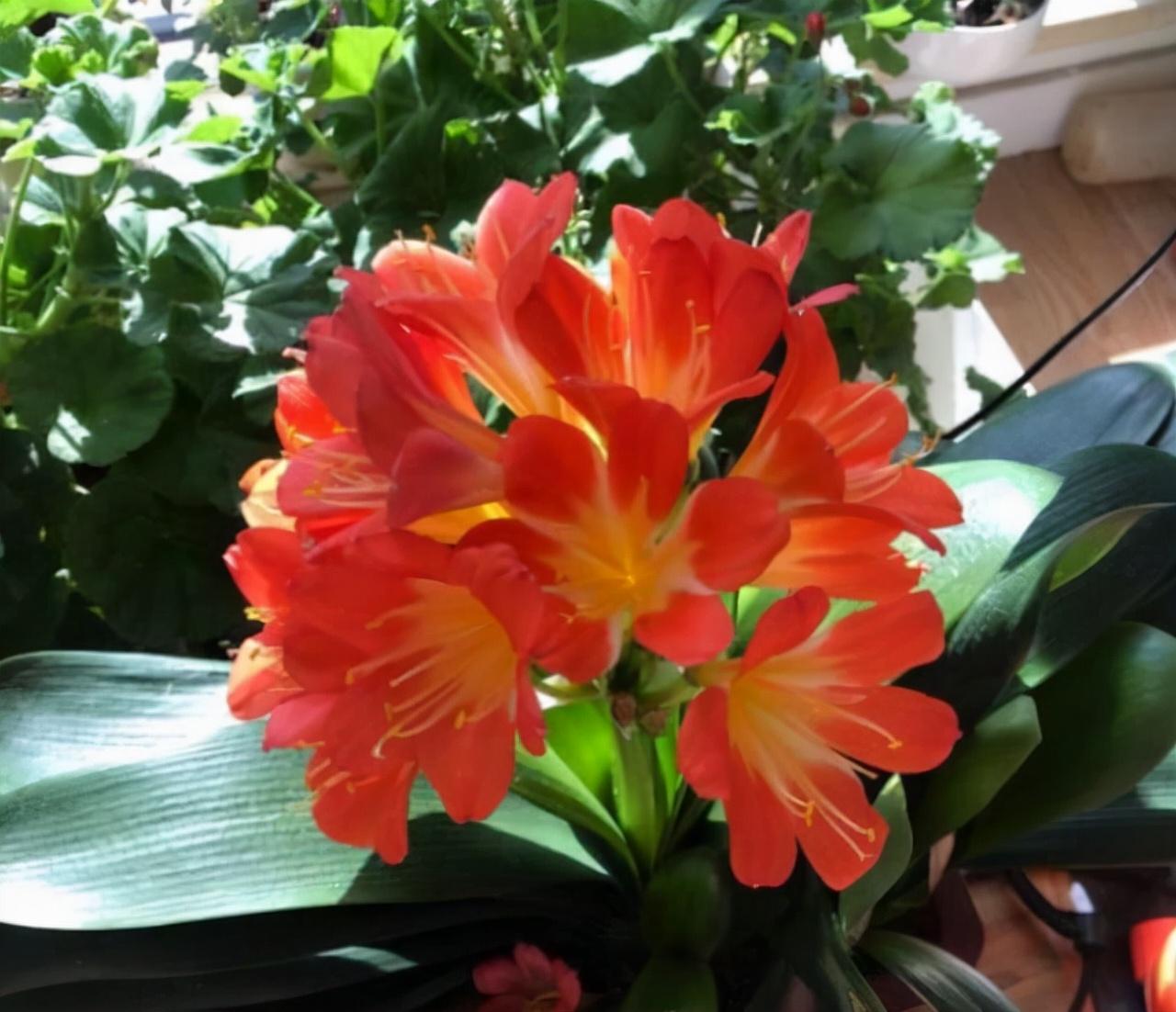 家養(yǎng)的盆栽植物_盆栽植物好養(yǎng)室內(nèi)_家里盆栽養(yǎng)什么植物好