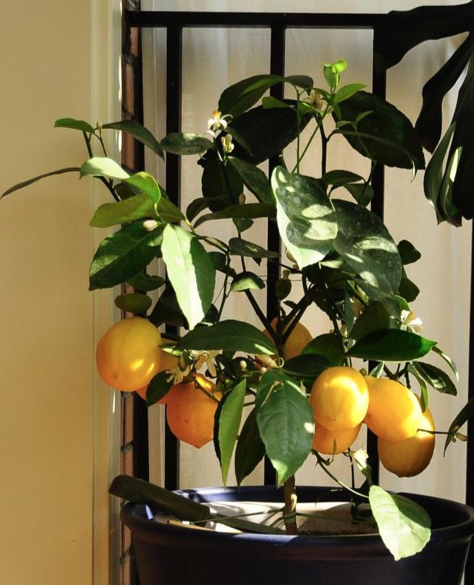 盆栽植物好養(yǎng)室內(nèi)_家養(yǎng)的盆栽植物_家里盆栽養(yǎng)什么植物好