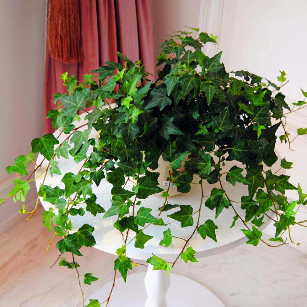 家養(yǎng)的盆栽植物_家里盆栽養(yǎng)什么植物好_盆栽植物好養(yǎng)室內(nèi)