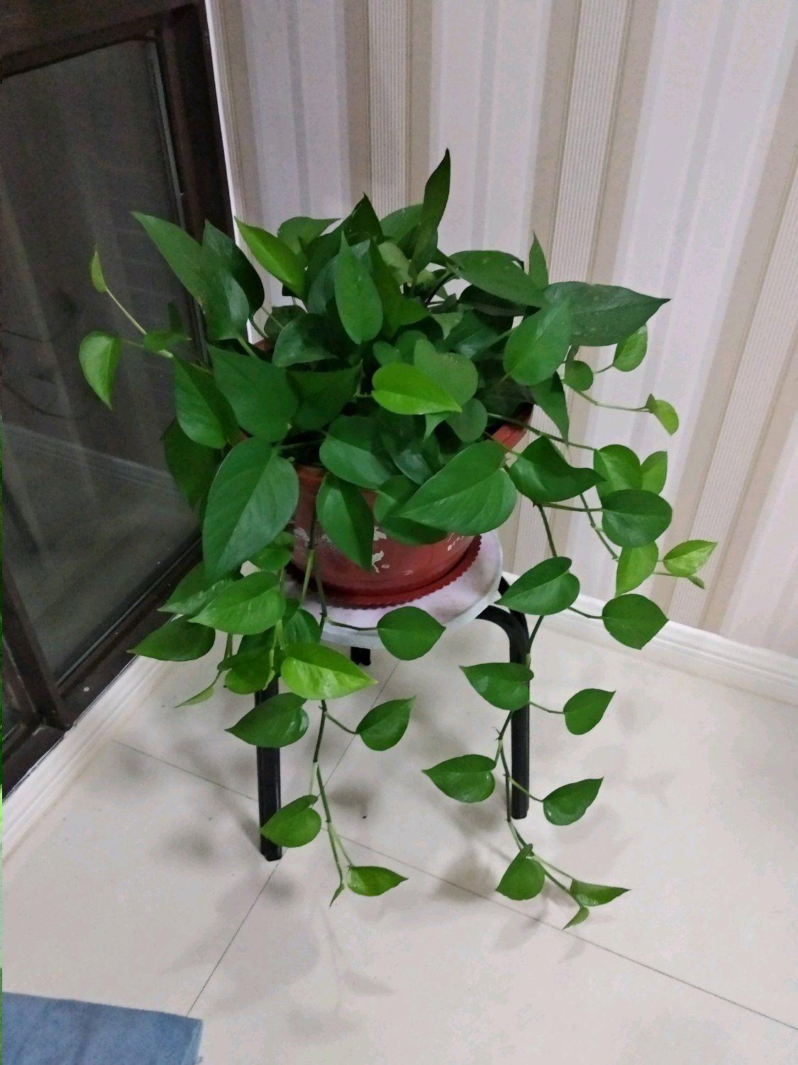 盆栽植物好養(yǎng)室內(nèi)_家里盆栽養(yǎng)什么植物好_家養(yǎng)的盆栽植物