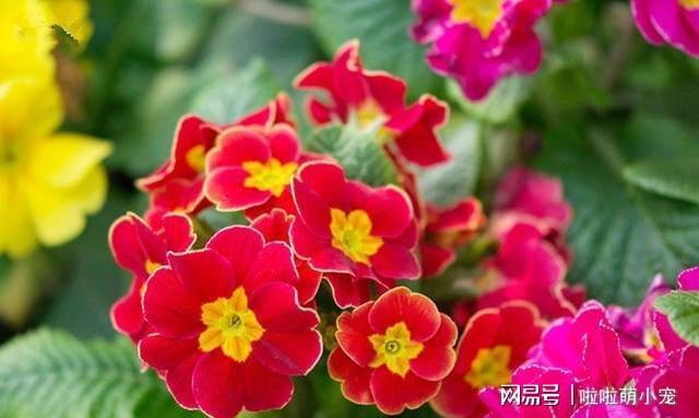 冬天好養活的植物_冬天好養活的花卉植物_冬天什么植物好養活