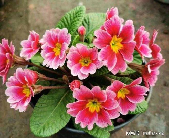 冬天什么植物好養活_冬天好養活的花卉植物_冬天好養活的植物