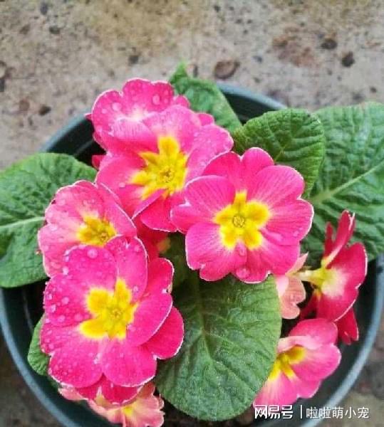 冬天好養活的植物_冬天什么植物好養活_冬天好養活的花卉植物