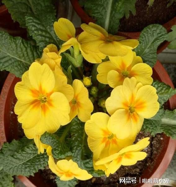 冬天好養活的植物_冬天什么植物好養活_冬天好養活的花卉植物