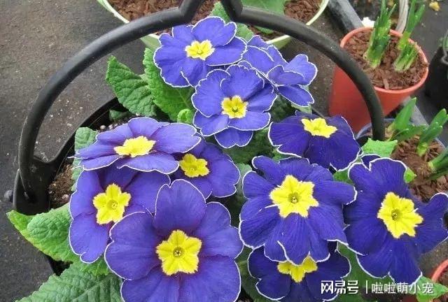 冬天什么植物好養活_冬天好養活的植物_冬天好養活的花卉植物