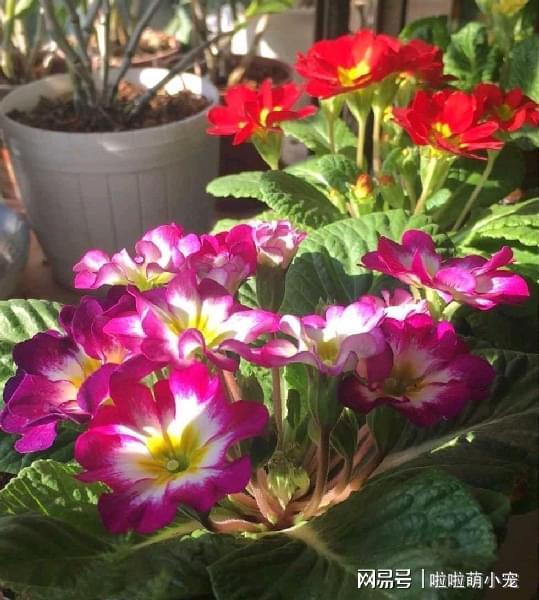 冬天好養活的植物_冬天什么植物好養活_冬天好養活的花卉植物