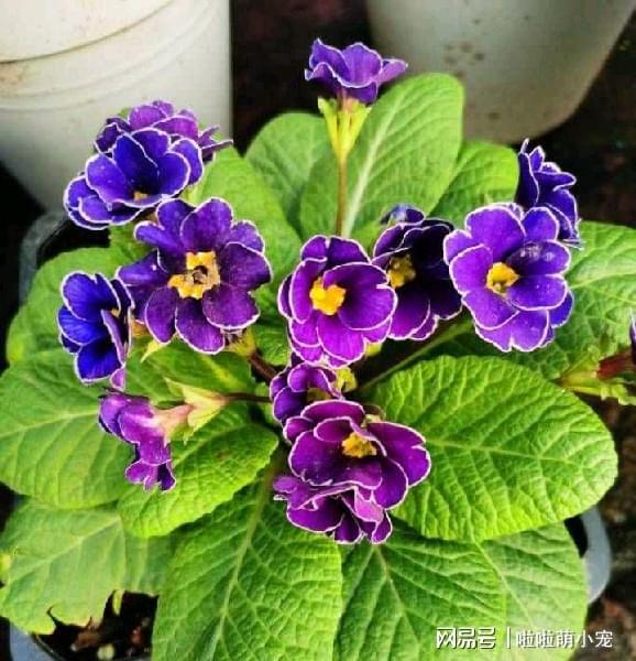 冬天好養活的花卉植物_冬天好養活的植物_冬天什么植物好養活