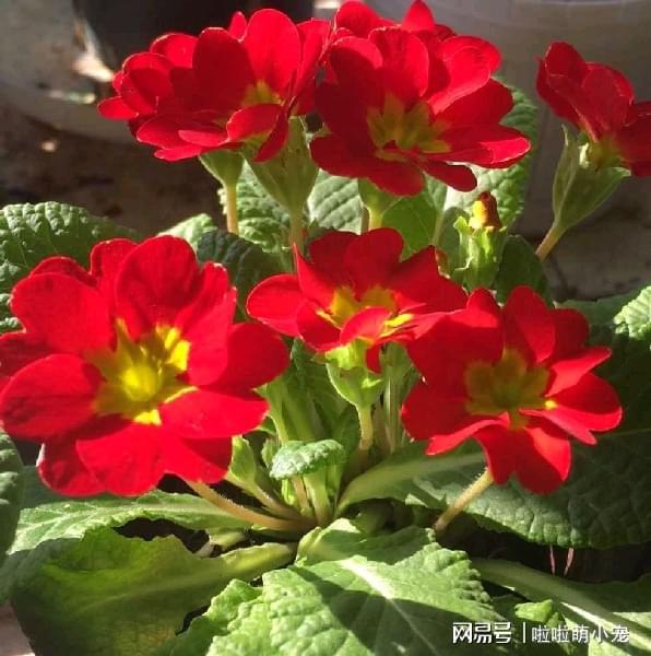 冬天什么植物好養活_冬天好養活的植物_冬天好養活的花卉植物