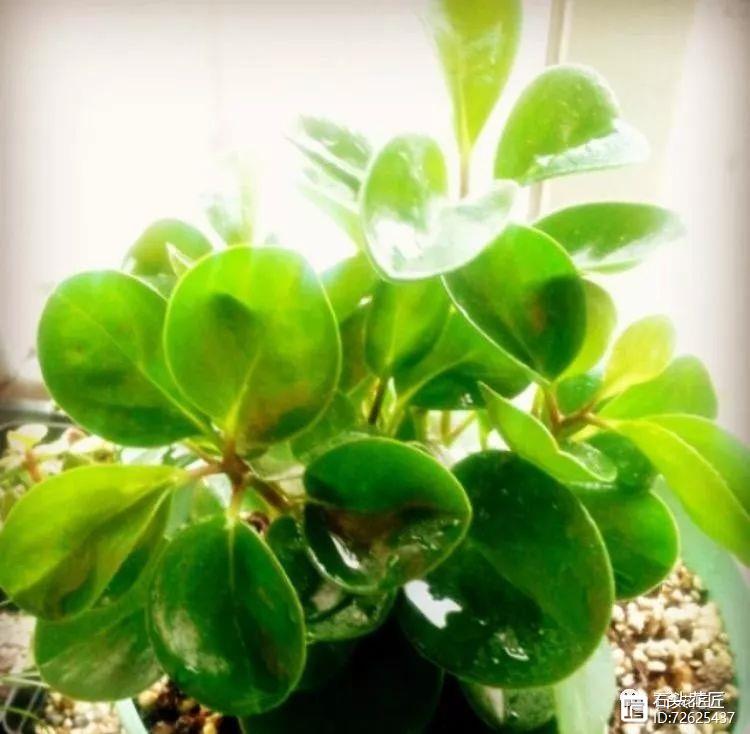 凈化二手煙味的植物_凈化空氣的室內植物二手煙_凈化二手煙的室內植物