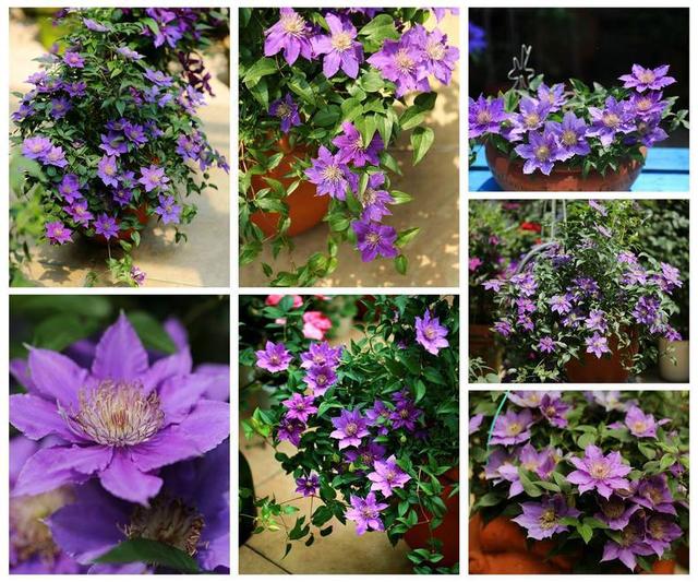 超級耐寒！這些花卉北方的冬天也凍不死