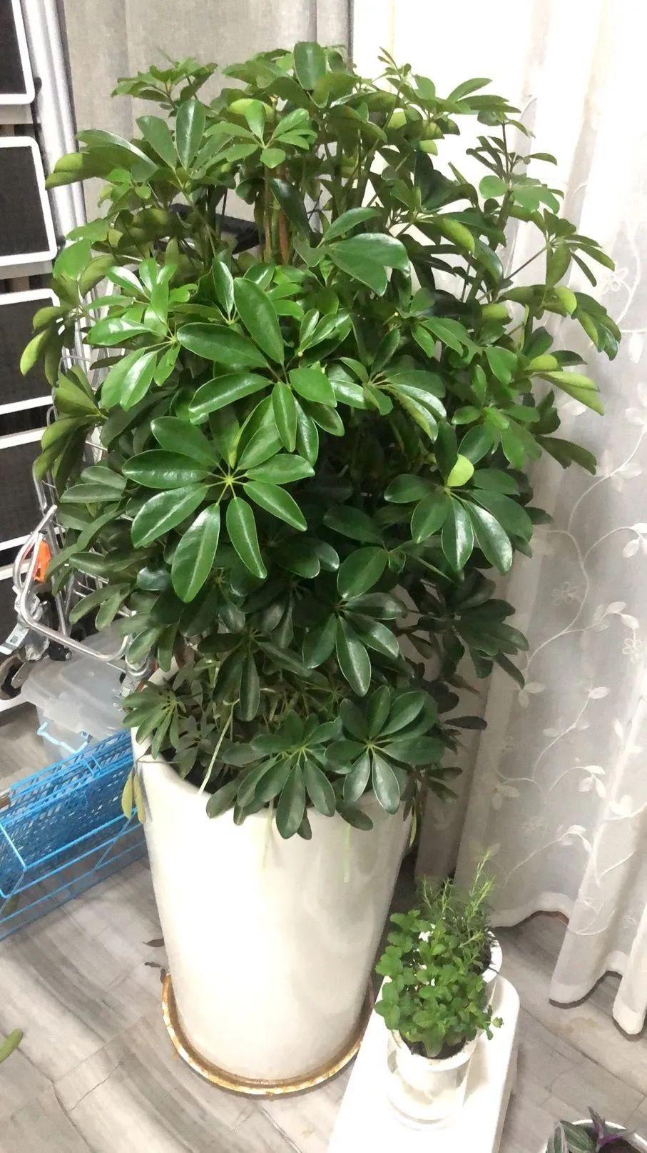 5種“耐蔭花”，適合種客廳，哪怕沒有光照，它們也可以活