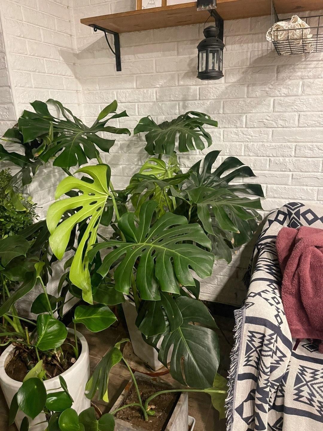 室內養適合花草的植物_十種適合室內養的花_室內養適合花的植物