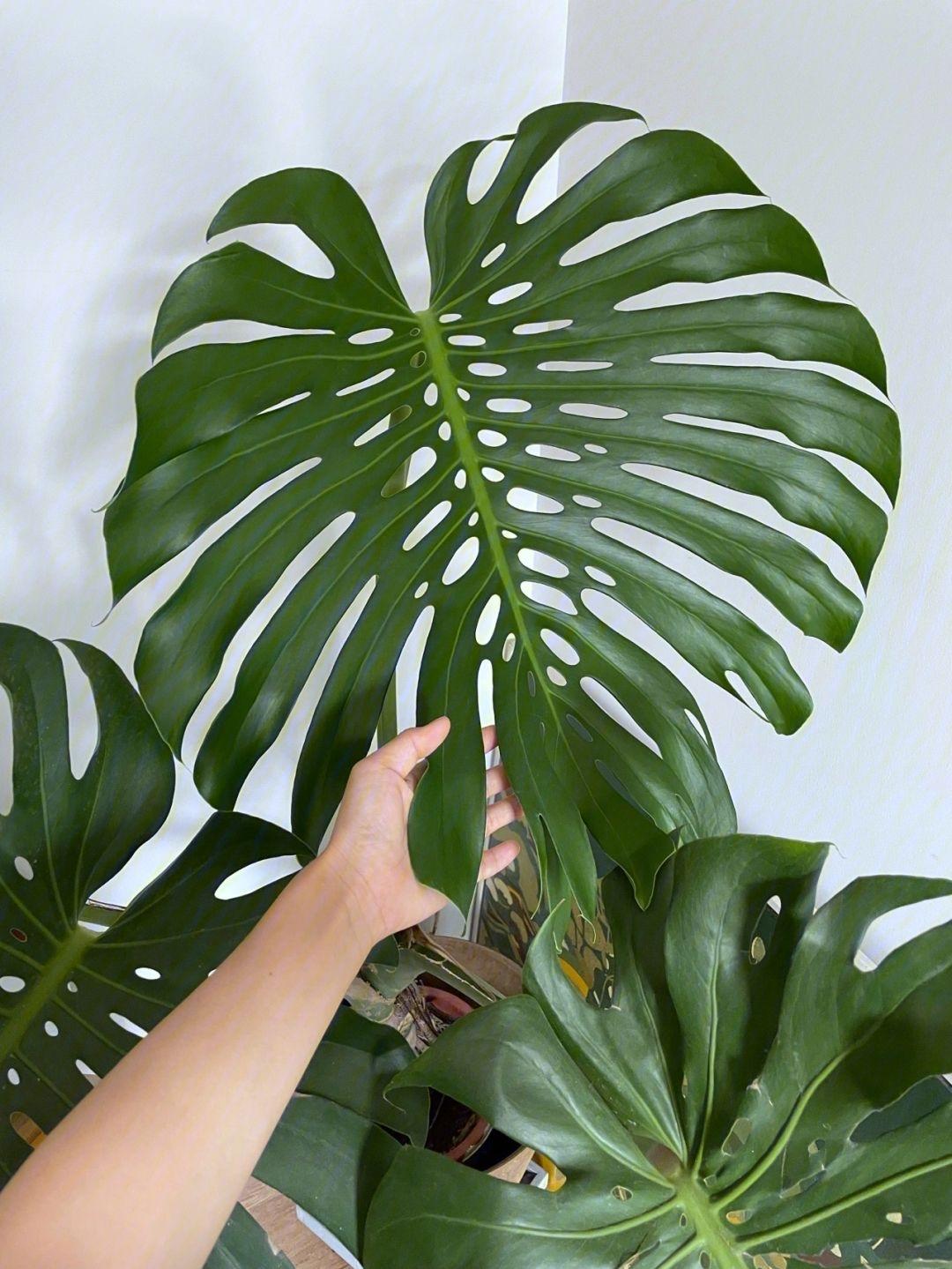 室內養適合花草的植物_十種適合室內養的花_室內養適合花的植物