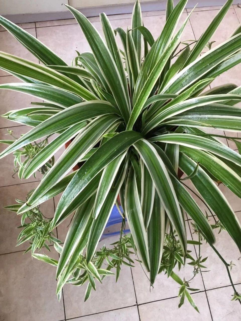 室內養適合花草的植物_室內養適合花的植物_十種適合室內養的花