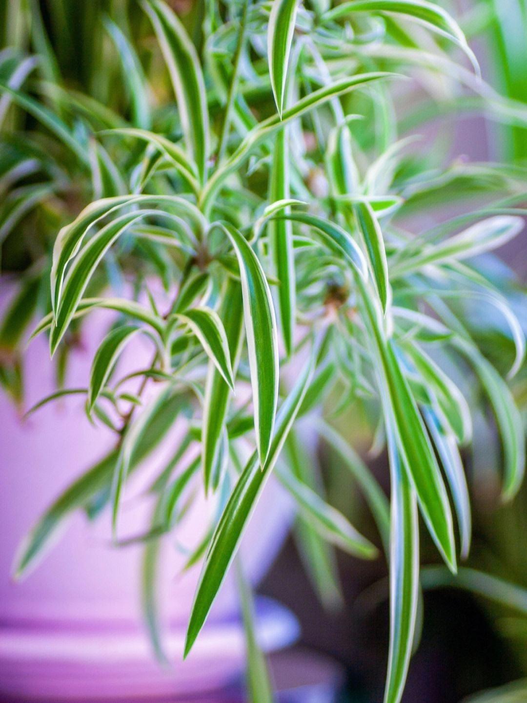 十種適合室內養的花_室內養適合花草的植物_室內養適合花的植物