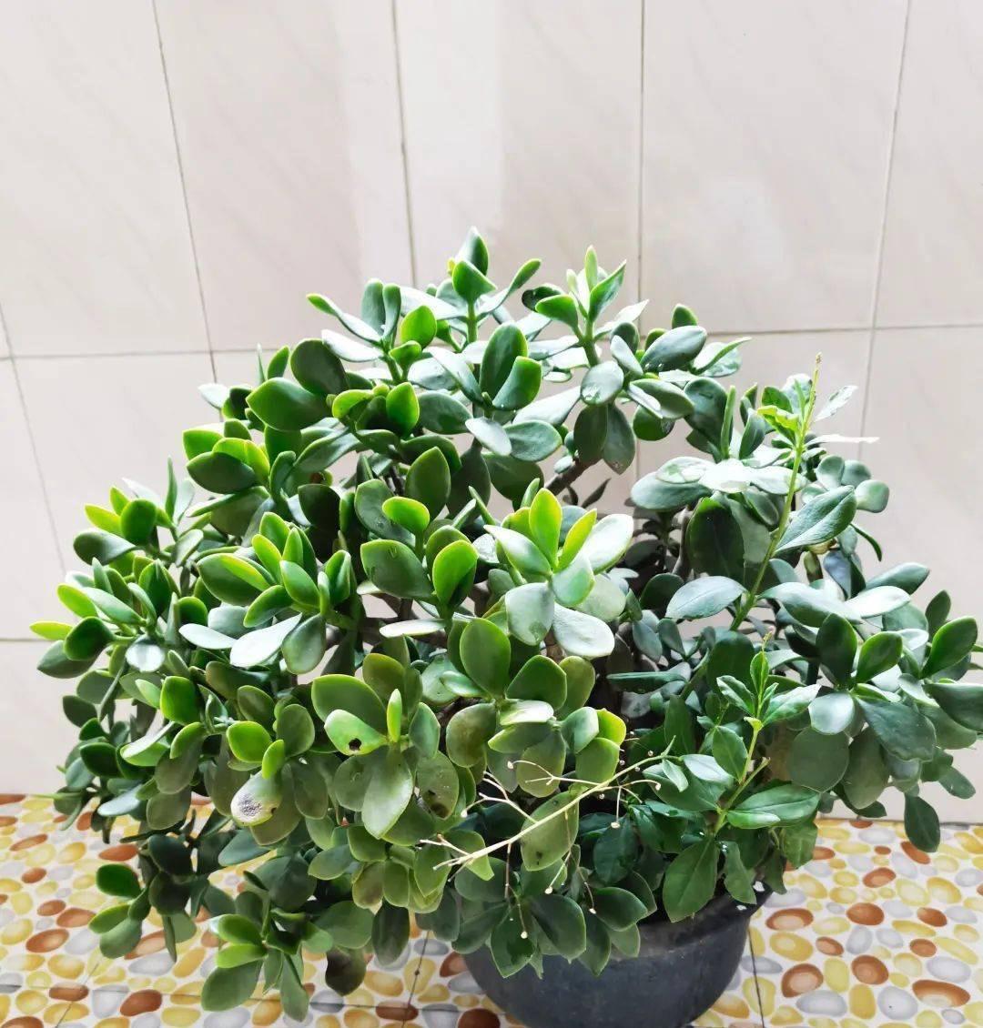 室內養適合花草的植物_室內養適合花的植物_十種適合室內養的花