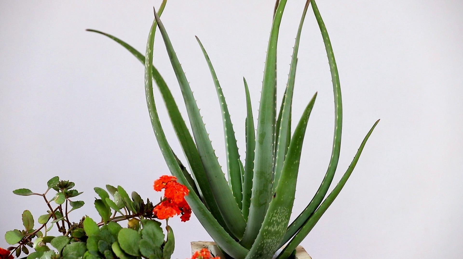 十種適合室內養的花_室內養適合花的植物_室內養適合花草的植物