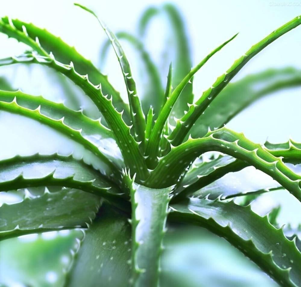 十種適合室內養的花_室內養適合花草的植物_室內養適合花的植物