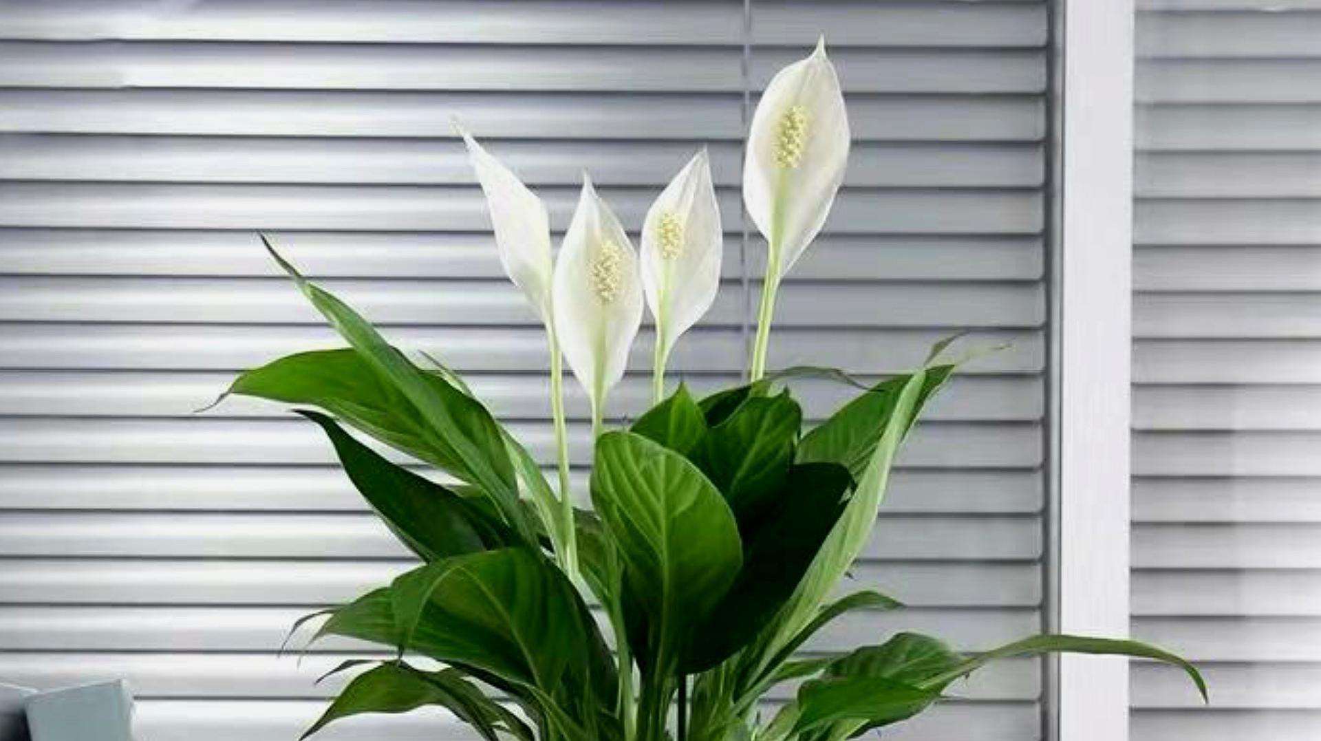 十種適合室內養的花_室內養適合花草的植物_室內養適合花的植物