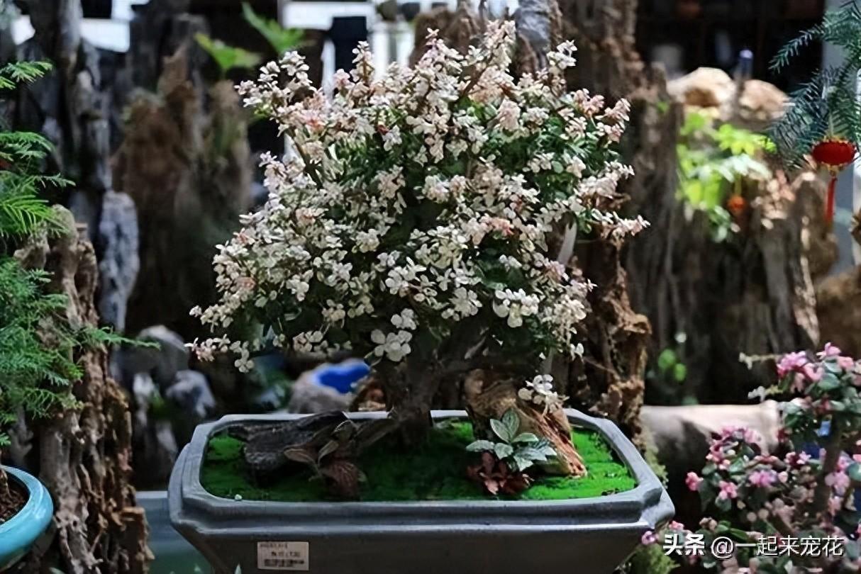 臥室養花可以開空調嗎_臥室可以養花嗎_臥室養花可以用吡蟲啉嗎